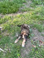 Aston – AKC Sable Male Standard Poodle , a male Poodle - Standard  for sale in Calhoun, GA – Photo 5 of 5