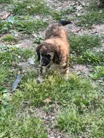 Aston – AKC Sable Male Standard Poodle , a male Poodle - Standard  for sale in Calhoun, GA – Photo 3 of 5