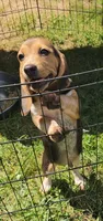 Clyde, a male Beagle for sale in Newton, NJ – 2 of 2