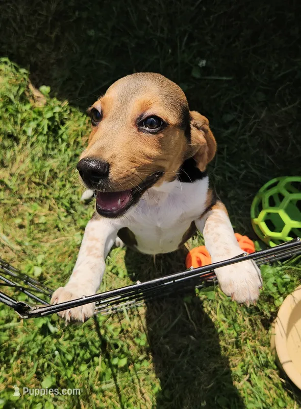 Theo – Beagle puppy for sale in Newton, NJ