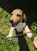 Theo, a male Beagle for sale in Newton, NJ – 1 of 2