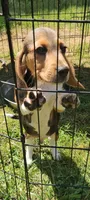 Theo, a male Beagle for sale in Newton, NJ – 2 of 2