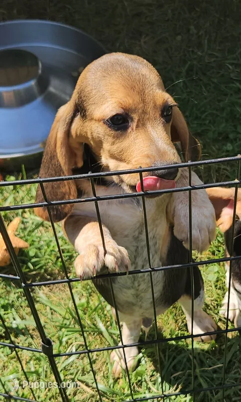 Clyde – Beagle puppy for sale in Newton, NJ