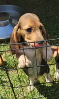 Clyde, a male Beagle for sale in Newton, NJ – 1 of 2
