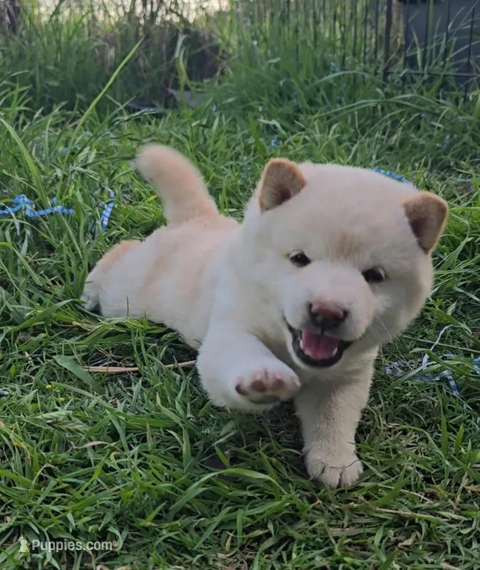 Cream Male – Shiba Inu puppy for sale in Leonard, TX