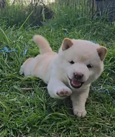 Cream Male, a male Shiba Inu for sale in Leonard, TX – Photo 1 of 3