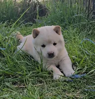 Cream Male, a male Shiba Inu for sale in Leonard, TX – Photo 3 of 3