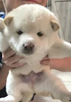 Cream Male, a male Shiba Inu for sale in Leonard, TX – Photo 2 of 3