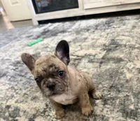 Princess, a female French Bulldog for sale in Columbus Grove, OH – 1 of 4