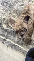 Princess, a female French Bulldog for sale in Columbus Grove, OH – 3 of 4