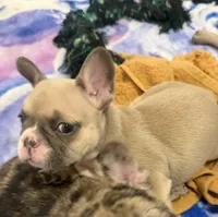 Bandit , a male French Bulldog for sale in Columbus Grove, OH – 6 of 6
