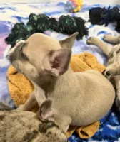 Bandit , a male French Bulldog for sale in Columbus Grove, OH – 4 of 6