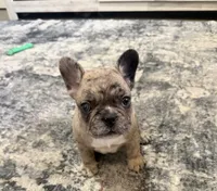 Princess, a female French Bulldog for sale in Columbus Grove, OH – 2 of 4