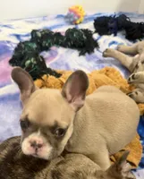 Bandit , a male French Bulldog for sale in Columbus Grove, OH – 5 of 6