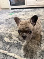 Princess, a female French Bulldog for sale in Columbus Grove, OH – 4 of 4