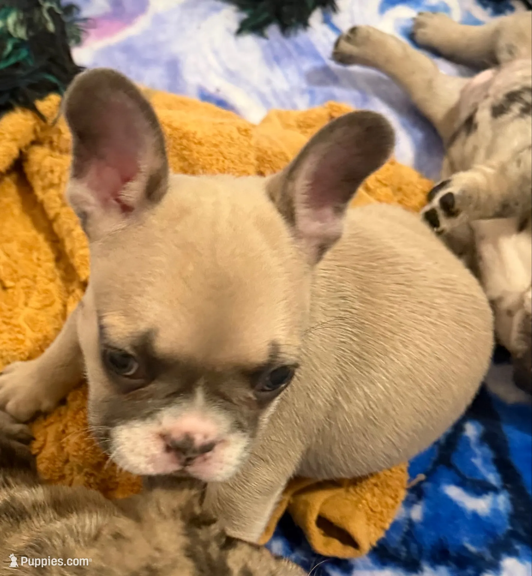 Bandit , a male French Bulldog for sale in Columbus Grove, OH – 3 of 6