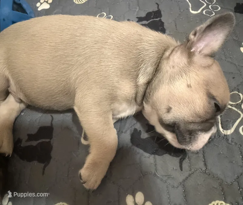 Bandit  – French Bulldog puppy for sale in Columbus Grove, OH