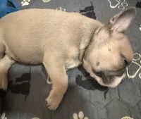 Bandit , a male French Bulldog for sale in Columbus Grove, OH – 1 of 6