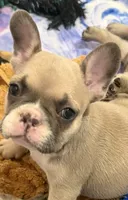 Bandit , a male French Bulldog for sale in Columbus Grove, OH – 2 of 6
