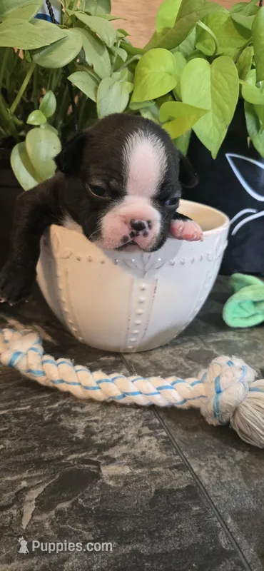 Sushi – Boston Terrier puppy for sale in Van Wert, OH