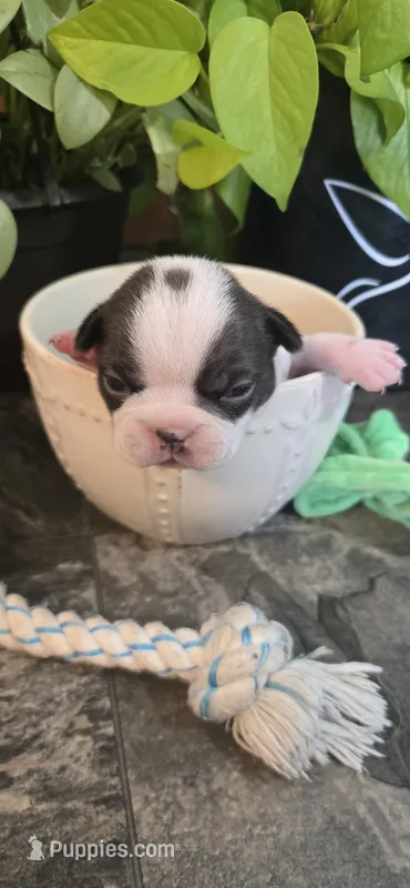 Luah – Boston Terrier puppy for sale in Van Wert, OH