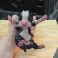 Lewis , a male Boston Terrier for sale in Van Wert, OH – 3 of 3