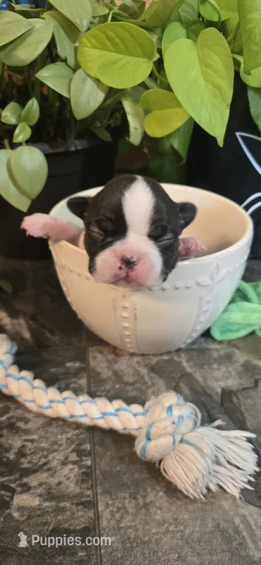 Lovett – Boston Terrier puppy for sale in Van Wert, OH