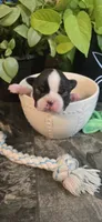 Lovett, a male Boston Terrier for sale in Van Wert, OH – 1 of 3