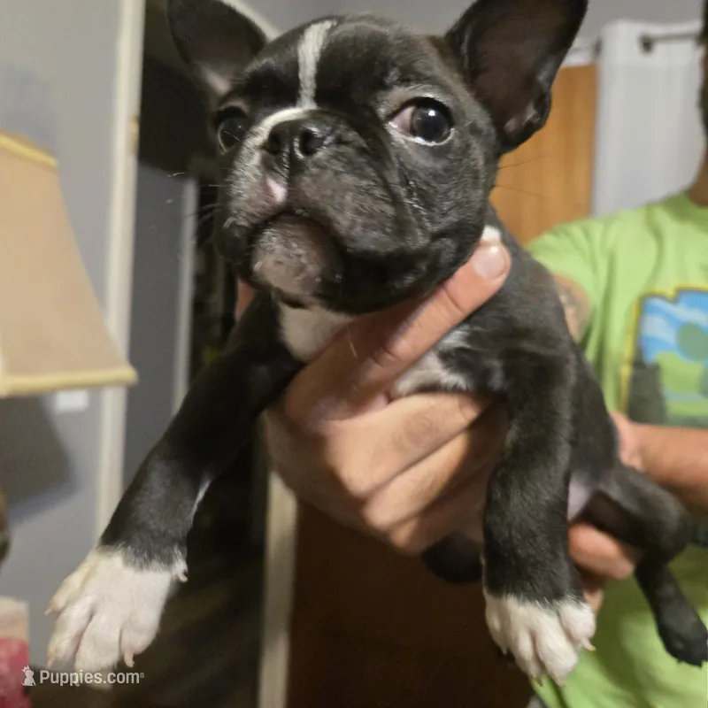 Marlow – Boston Terrier puppy for sale in Van Wert, OH