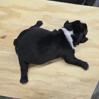 Sara, a female Boston Terrier for sale in Van Wert, OH – 2 of 3