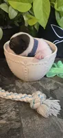 Luah, a female Boston Terrier for sale in Van Wert, OH – 3 of 3