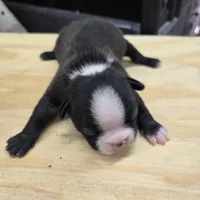 Sushi, a male Boston Terrier for sale in Van Wert, OH – 3 of 3