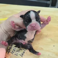 Lovett, a male Boston Terrier for sale in Van Wert, OH – 3 of 3