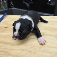 Sara, a female Boston Terrier for sale in Van Wert, OH – 3 of 3