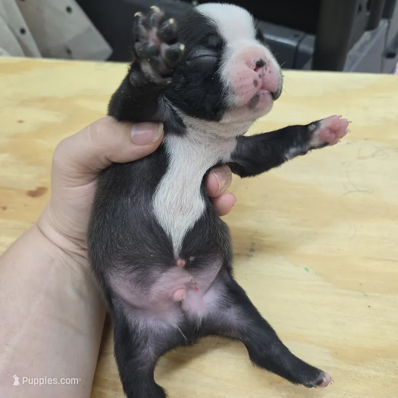 Sushi – Boston Terrier puppy for sale in Van Wert, OH