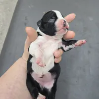 Mindy, a female Boston Terrier for sale in Van Wert, OH – 3 of 3