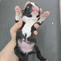 Minno, a female Boston Terrier for sale in Van Wert, OH – 2 of 4