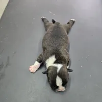 Minno, a female Boston Terrier for sale in Van Wert, OH – 4 of 4