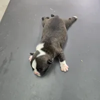 Minno, a female Boston Terrier for sale in Van Wert, OH – 3 of 4