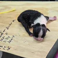 Lovett, a male Boston Terrier for sale in Van Wert, OH – 2 of 3