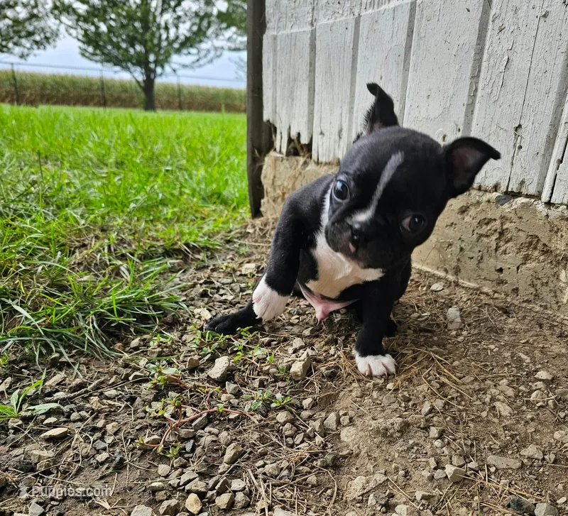 Marlow – Boston Terrier puppy for sale in Van Wert, OH