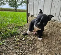 Marlow, a male Boston Terrier for sale in Van Wert, OH – 1 of 5