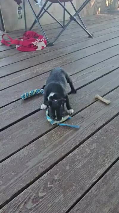 Marlow, a male Boston Terrier for sale in Van Wert, OH – 2 of 5