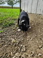 Marlow, a male Boston Terrier for sale in Van Wert, OH – 3 of 5