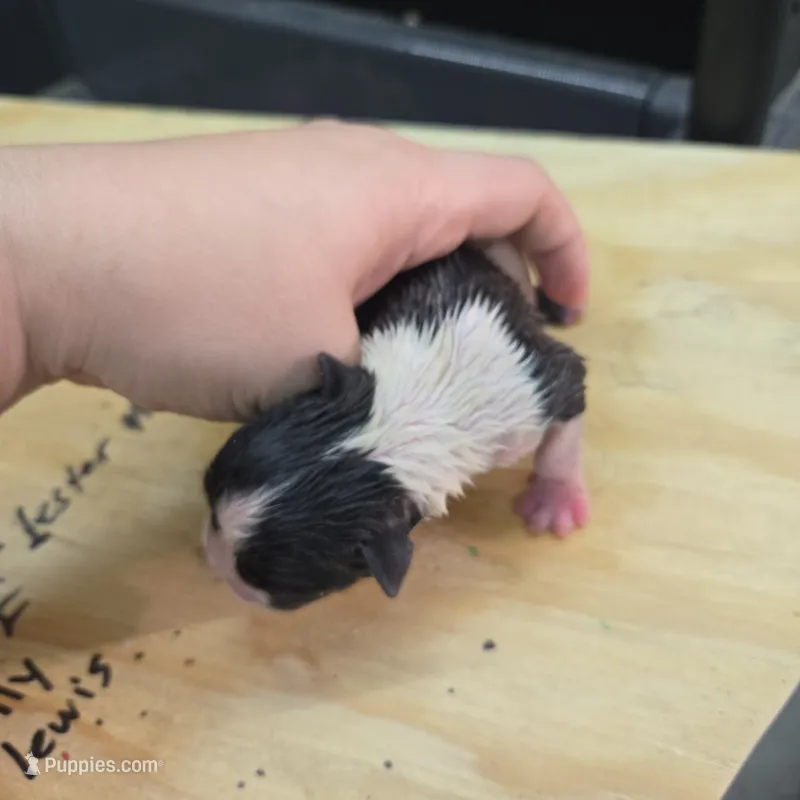 Lovett – Boston Terrier puppy for sale in Van Wert, OH