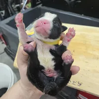 Lester, a male Boston Terrier for sale in Van Wert, OH – 2 of 3