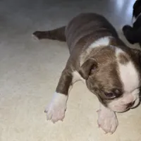 Cinnamon , a male Boston Terrier for sale in Van Wert, OH – Photo 3 of 4