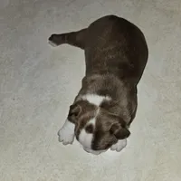 Cinnamon , a male Boston Terrier for sale in Van Wert, OH – Photo 1 of 4