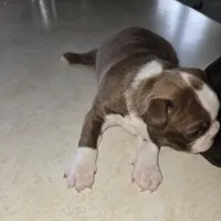 Cinnamon , a male Boston Terrier for sale in Van Wert, OH – Photo 2 of 4