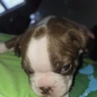 Cinnamon , a male Boston Terrier for sale in Van Wert, OH – Photo 4 of 4